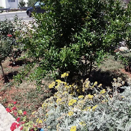 Triple Barbat 5070b بيت ضيافة